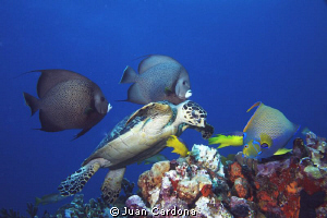 3 angels & sea turtle by Juan Cardona 